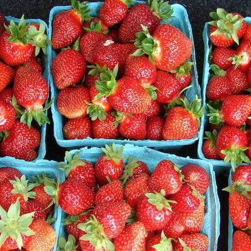 EPA Ignores Compelling Evidence Against Harmful Pesticide