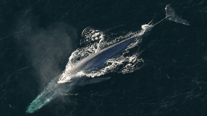 Scientists Find Size of Whales Is Due to Climate Change