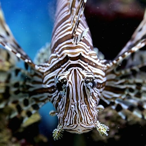 Lionfish: Eating the Enemy