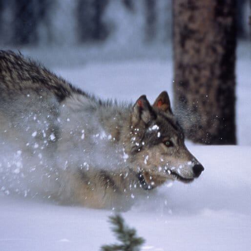 Wolves In Yellowstone Threatened By New Policy