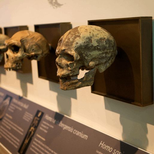 Oldest Homo sapien Fossils Found in Morocco