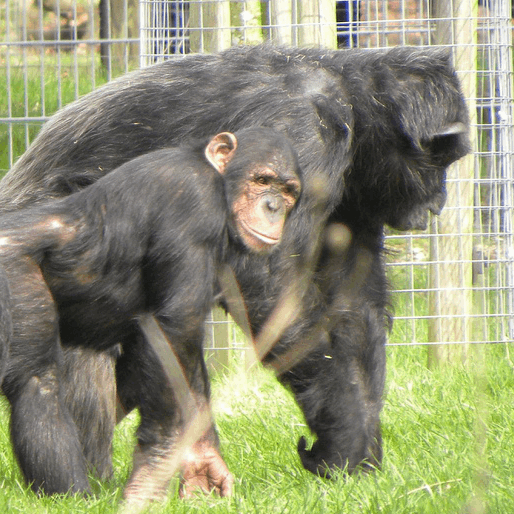 Chimpanzee Interactions Lead To New Clues About Human Evolution