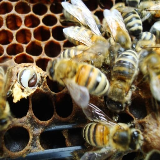 The Latest Craft Beer Comes From Bees' Yeast
