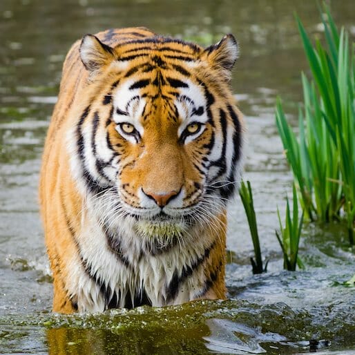 EarthRx: How Tigers Will Save Mother India's Soul