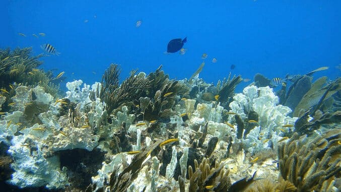 Damage from Bleaching Now Affects Nearly All Coral Reefs