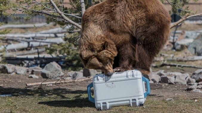 This Cooler Is More Badass than a Grizzly Bear