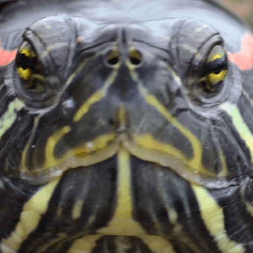 Weird Science: Scientists Are Growing Herpes-Ridden Turtle Skin