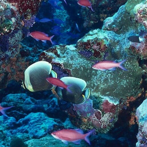 Sustainability Report: High-Tech Coral Reef Monitoring