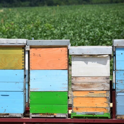 Weird Science: Honey Bee Extinction Could Mean Our Economic Downfall