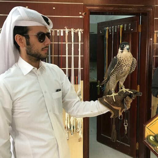 Qatar’s Fascinating Fixation With Falcons