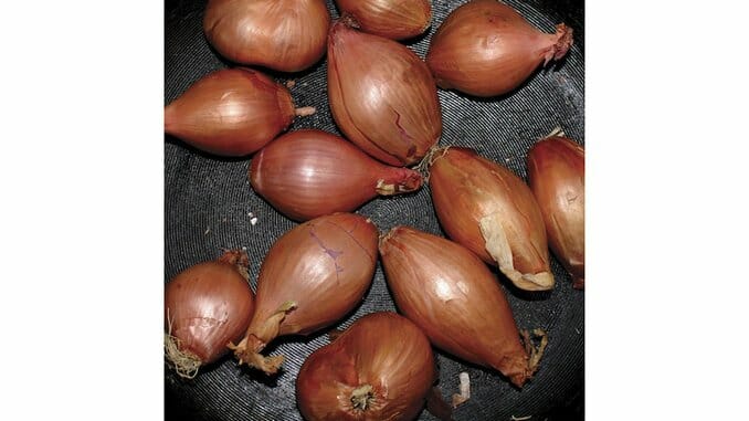 Ty Segall: Fried Shallots EP