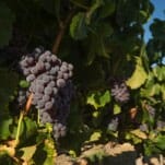 Paso Robles Wine Country Donates Fire Relief Funds to North Coast Charities