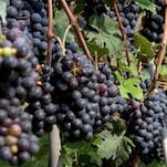 52 Wines in 52 Weeks: Celebrating with Nebbiolo