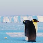 BBC Earth Filmmakers Stop Filming Dynasties to Save Penguins