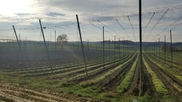 What It's Like to Select Hops With Jim Koch from Sam Adams - Paste Magazine