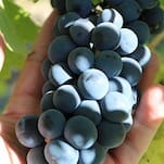 Syrah: The Versatile Wine that Goes with Burgers and Fries