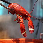The Department of Defense Spent a Whopping $22 Million of Taxpayer Dollars on Lobster Tail Last Year
