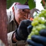 It’s Hard to Capture What Napa Valley Is Really Like: Harvest Season Gives It a Fair Shot