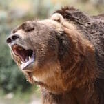 Man vs. Bear Makes the Case that Bears, Not People, Should Populate Reality TV