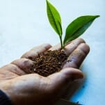 Exploring the Wild Fringes of the Tea-scape