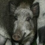 The Funniest 30-50 Feral Hogs Tweets and Memes