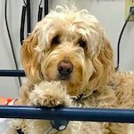 A Goldendoodle Saves a Life in This Exclusive Excerpt from Doctor Dogs