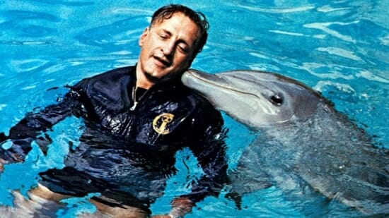 Day-dolphin.jpg