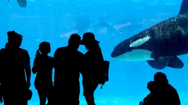 SeaWorld Will Pay $65 Million to Settle Lawsuit Related to Blackfish