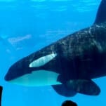 SeaWorld Will Pay $65 Million to Settle Lawsuit Related to Blackfish