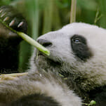 Is It Enough that NatGeo's Hidden Kingdoms of China Showcases Nature but Skips Conservation?