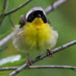Discovering Atlanta's Abundant Nature Preserves Through Birding