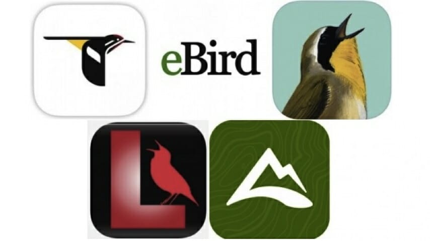 Five Essential Apps for Birding