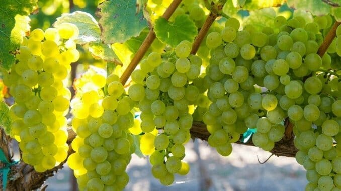 Bricoleur Vineyards: Wine Tasting in Plague Time