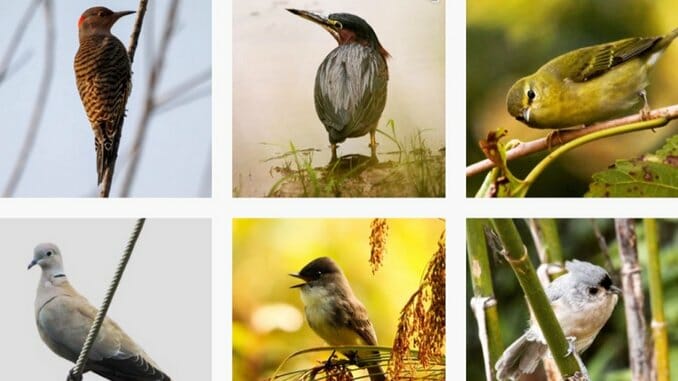 100 Birds in 100 Days—Paste Editor Finds a Salve for Social Distancing
