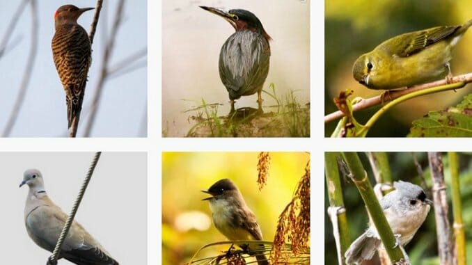 100 pics animals birds