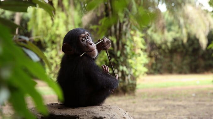 Baby Chimp Rescue Finale Introduces the Hilarious Jumping JoJo