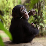 Watch: Baby Chimp Rescue Finale Introduces the Hilarious Jumping JoJo