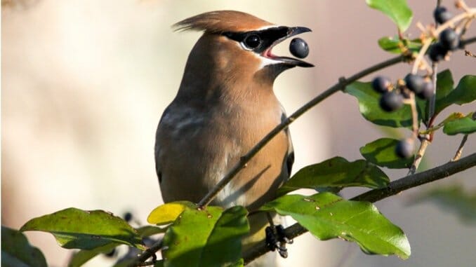 Rare bird: 'Half-male, half-female' cardinal snapped in