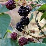The Tangled History of the Boysenberry