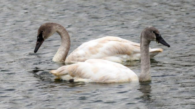 trumpeter-swans.jpg