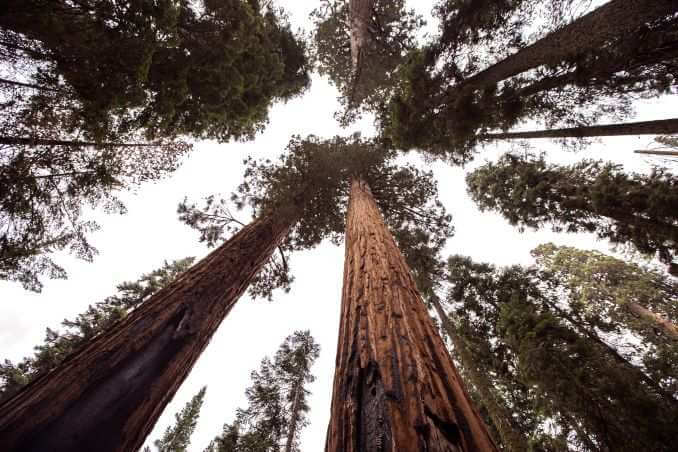 sequoia_unsplash.jpg
