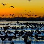How to Witness the Great Sandhill Crane Migration