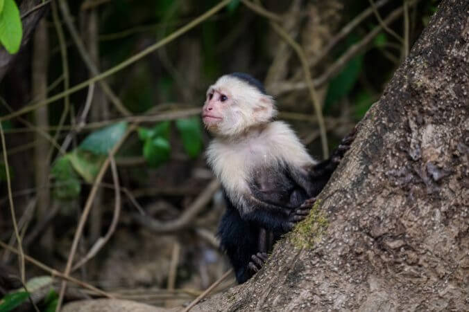 Costa Rica