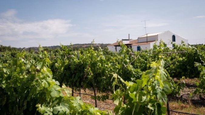 Just Outside Of Lisbon, An Underrated Portuguese Wine Region Is Thriving