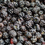 My Dad's Blackberry Bag No-Recipe Recipe Is What You Need on Hot Summer Days