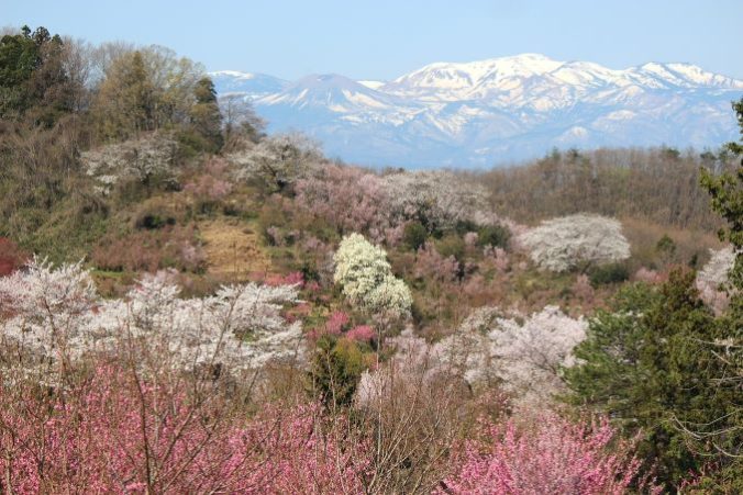 Pikachu is enjoying the cherry blossoms in Kyoto. : r/pokemon