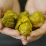Ed Currie’s Pepper X Attains New Guinness World Record as World’s Hottest Chile