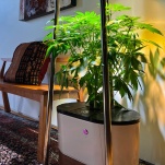 Boundless Robotics' Annaboto Is An A.I.-Infused At-Home Cannabis Grower With Larger Dreams